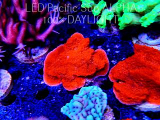 Montipora sp. RED East Australia (20.11.2022)  6cm