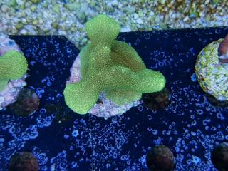 Montipora sp. YELLOW