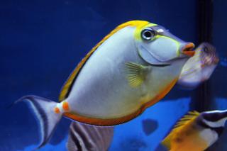 Naso elegans rozmiar 12-13 cm BALI