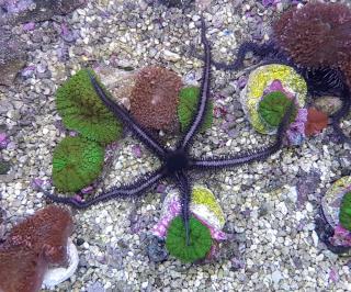 Ophiocomina scolopendrina (Black brittle starfish)