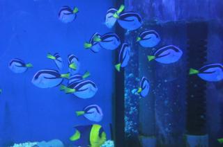 Paracanthurus hepatus rozmiar 5cm