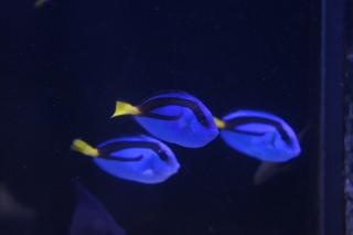 Paracanthurus hepatus YELLOW BELLY 7cm