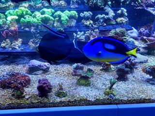 Paracanthurus hepatus yellow belly rozmiar 15-16 cm