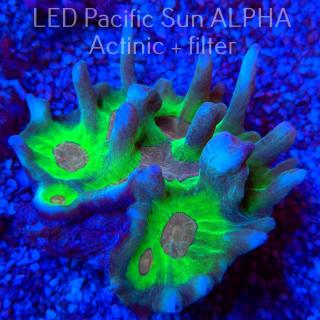 Pectinia WWC SPACE INVADER (02.12.2024)  12cm