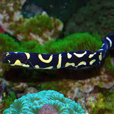 Pholidichthys leucotaenia rozmiar 20 cm