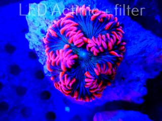 Phymanthus crucifer Rock Flower Anemone (09.10.2021)