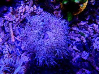 Phymanthus sp. - Sand Anemone (20.10.2023)