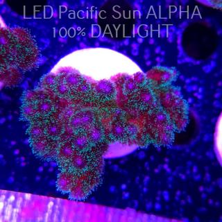 Pocillopora damicornis Bird of Paradise Birdsnest (23.01.2025)  6cm