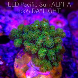 Pocillopora damicornis NEON GREEN (23.01.2025)  7cm