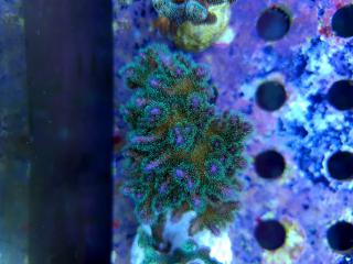 Pocillopora damicornis purple (foto 05.01.2021)