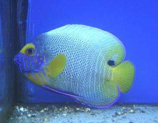 Pomacanthus xanthometopon rozmiar 9-10 cm RARYTAS