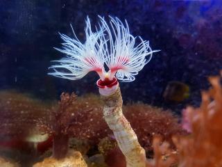 Protula bispiralis BALI Red-White XL (Rurówka)