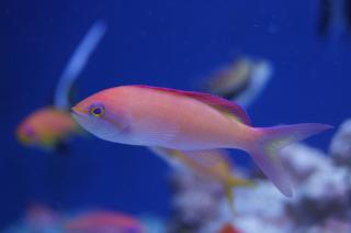 Pseudanthias dispar (Mirolabrichthys dispar) rozmiar 8-9 cm