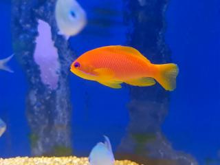 Pseudanthias Squamipinnis samica 6-7 cm