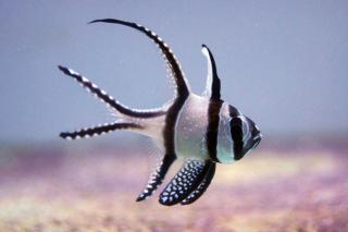 Pterapogon kauderni rozmiar 4cm (Wild Banggai Cardinalfish)