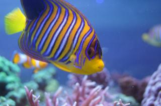Pygoplites diacanthus rozmiar 13cm RARYTAS (RED SEA)