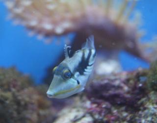 Rhinecanthus aculeatus (Rogatnica Picasso) rozmiar 2 cm