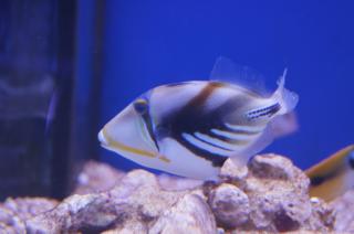 Rhinecanthus aculeatus (Rogatnica Picasso) rozmiar 8 cm