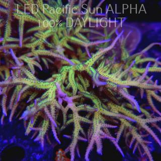 Seriatopora hystrix YELLOW (02.02.2024)  4-5cm FRAG CTO