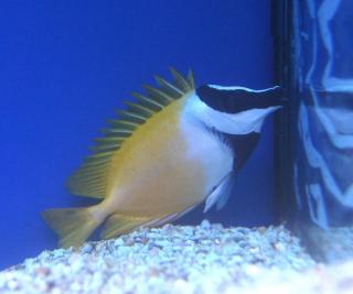 Siganus Lo Vulpinus rozmiar 15-16 cm (Foxface Rabbitfish)