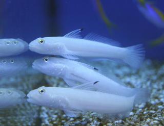 Valenciennea sexguttata rozmiar 5-6cm
