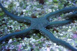 Wężowidło Ophiothrix