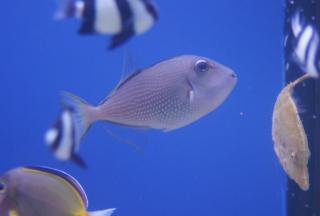 Xanthichthys auromarginatus SAMICA rozmiar 8 cm