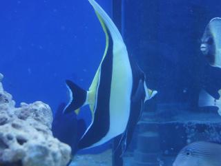 Zanclus cornutus (Moorish Idol) 11-12cm