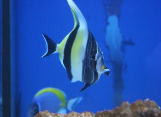 Zanclus cornutus (Moorish Idol) rozmiar 6-7 cm