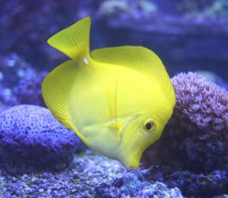 Zebrasoma flavescens rozmiar 10 cm