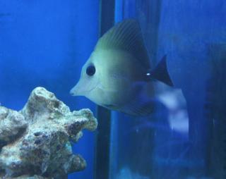 Zebrasoma scopas 9 cm