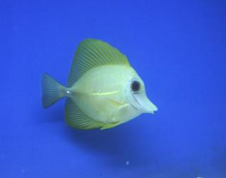 Zebrasoma Scopas YELLOW rozmiar 9cm
