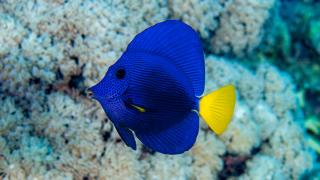 Zebrasoma xanthurus rozmiar 6-7cm