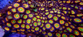 Zoanthus SUNNY D ZOA (02.08.2023) 10xPolyp