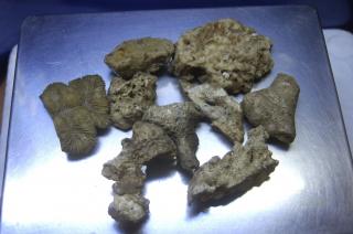 Żywy gruz skała 40 pln/kg (selekcjonowany)