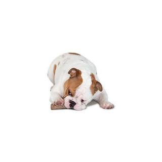 PETSTAGES ZAB. PIES DOGWOOD GRYZAK  "XS" PS216