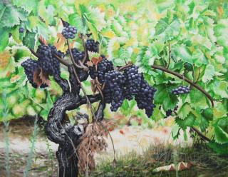 Drzewo winogronowe
