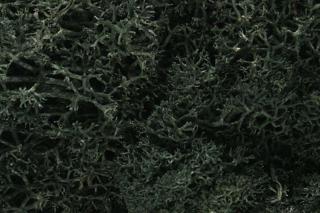 Roślinność do dioram - Porosty Dark Green Woodland L164