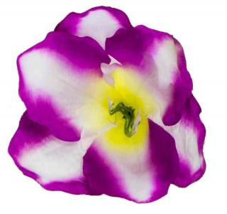 Amarylis główka 15 cm kwiat Purple/White
