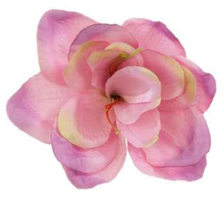 Amarylis główka kwiat Dusty Pink