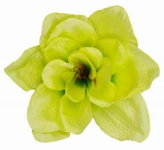 Amarylis główka kwiat Green