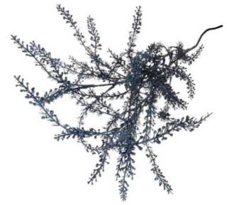 ASPARAGUS Gałązka trawa 77 cm Dk.Blue sztuczna trawa