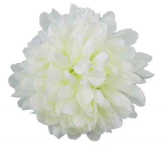 Chryzantema główka kwiat Cream