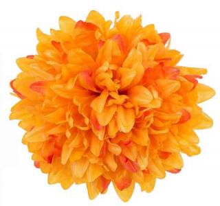 Chryzantema główka kwiat Orange