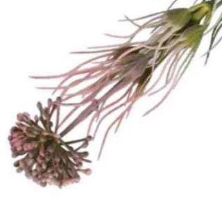 Czosnek gałązka kwitnąca Trawka Pink sztuczne kwiaty jak żywe