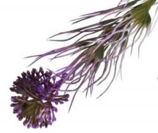 Czosnek gałązka kwitnąca Trawka Purple sztuczne kwiaty jak żywe