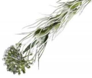 Czosnek gałązka kwitnąca Trawka White sztuczne kwiaty jak żywe