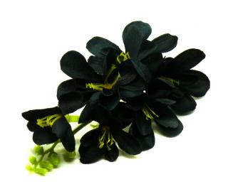 FREZJA mięsista główka kwiat Black