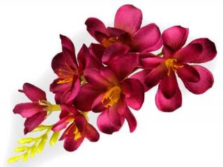 FREZJA mięsista główka kwiat Burgund/Purple