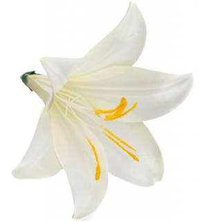 Lilia główka kwiat Cream